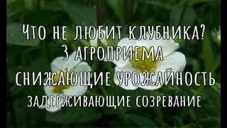 Что не любит клубника весной? ЭТИ 3 агроприёма снижают урожайность и задерживают созревание