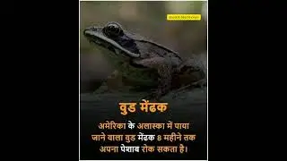 वुड मेंड़क 