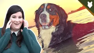 DO BERNESE MOUNTAIN DOG LIKE SWIMMING?