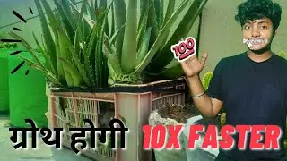 Aloevera growing tips | How to grow aloevera | एलोवेरा उगाने के टिप्स
