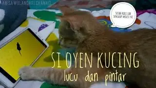 KELAKUAN OYEN SI KUCING LUCU DAN CERDIK