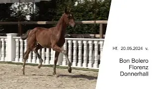 Hf v Bon Bolero x Florenz x Donnerhall 2024b