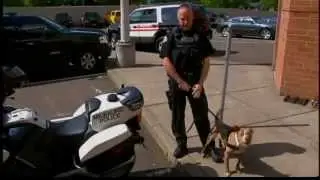 Pitbull Police Dog / LE K-9 Dog .flv