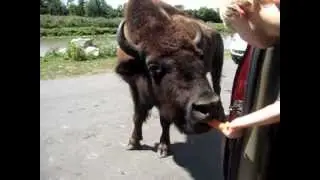 Parc safari au québec 7 août 2012 part 9