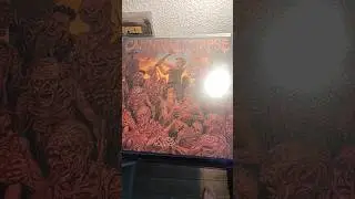 Cannibal Corpse Chaos Horrific Album Spinning Vinyl #cannibalcorpse #deathmetal #spinningvinyl