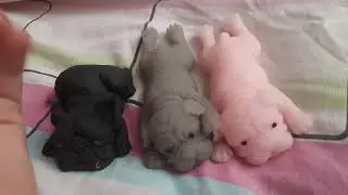 где купить сквиши собак