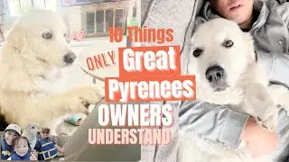 10 Things Only Great Pyrenees Owners Understand