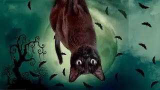 Boo 👻