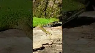 LACERTA VIRIDIS, reptilia, gusterul