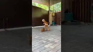 boy playing enjoy🕺 #short puppy masti short video🥰🥰🥰🥰