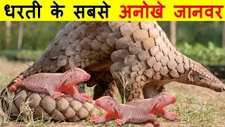 कुछ ऐसे जानवर जो आपके ऊपर पहुंचा सकते हैं 😲 [ Fact+Fun]