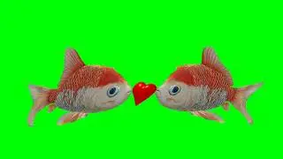 LOVE FISH GREEN SCREEN EFFECTS HD