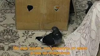 Голубь Пятачок идет домой