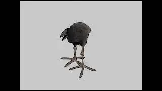 Trumpet bird mp.4 011110