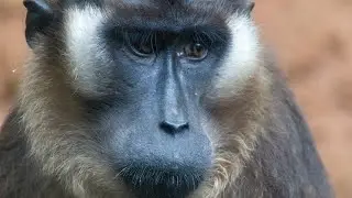 Pagai Island Macaque—Critically Endangered