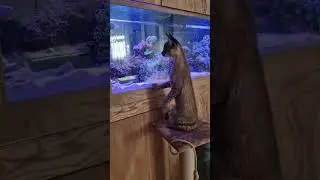Savannah cat breaks into aquarium🙀