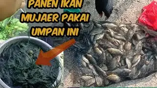 pake umpan ini panen ikan mujaer
