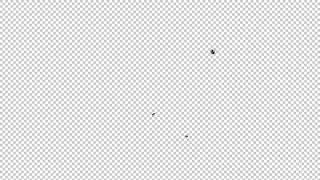 House Fly Swarm of 3 - Noisy Flying Over Screen - Transparent Loop