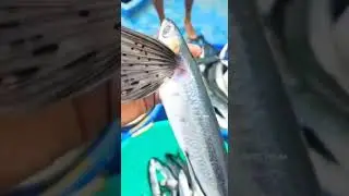 flying fish 🐠🐠🐠🐠 very cool movements..