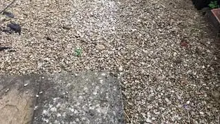 Back garden tour