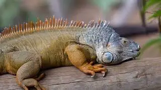 Cool Facts about Iguanas!