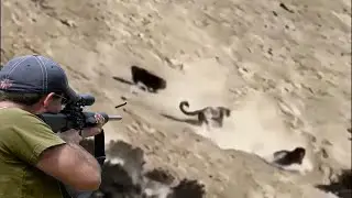 صيد الفهد المرقط بالبنادق مشاهد مثيرة 😱🔥👍👌 الجزء 1