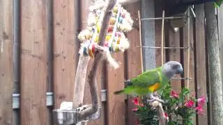 Kiwi the senegal parrot 1
