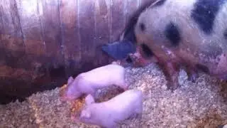 НАЧИНАЮЩЕЕ ХОЗЯЙСТВО!!!ПЕРВЫЙ ОПОРОС!