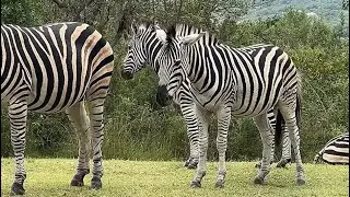 Wild Animals of Africa shorts compilation 2024