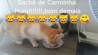 Sachê nosso de cada dia.           Tuca Tuquinha 😋😋😋😋