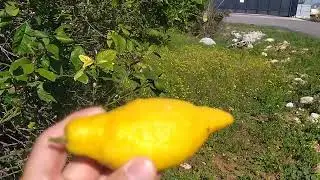 Mersin limonu