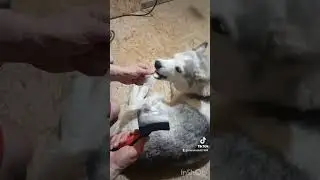 Альма линька 