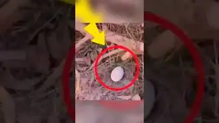 দেখুন মেয়েটি কিভাবে ডিম থেকে পাখির বাচ্চা বের করলো 🥹💕