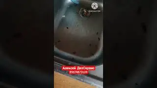 Быстрая химия. ДезСервис