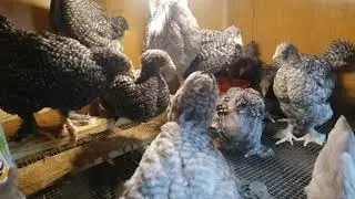 Кукушка. Интересная птичка!