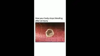 Why How your body stops bleeding after an injury Has Just Gone Viral