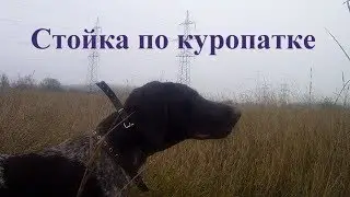 Дратхаар Люси, стойка по куропатке