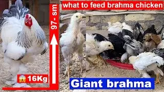 Brahma chicken what to feed 16kg 😱...
