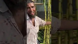 জমে উঠেছে আখের হাট বেচাকেনায় খুশি আখ ব্যবসায়ী। #shortsreels #reelsviralfb #fbviral #village