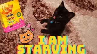 😻HUNGRY kitten goes crazy about food and started to MEOW!😻