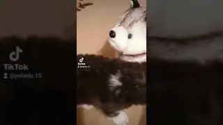 хаски Тайга