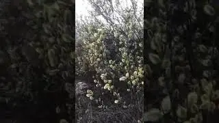 ВЕРБА, ВЕРБА ГДЕ ЛЮБОВЬ МОЯ...