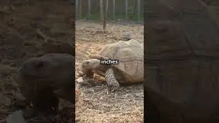 How Big Will Your Turtle Get? #funpets #turtlejourney #turtlewatching