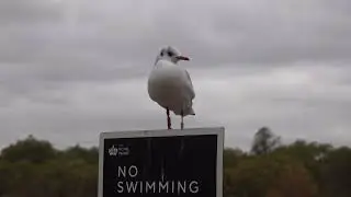 Czech gull in an irritable mood