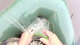 We check the network on the chicken...and remove it. That's enough for now.