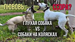 ВСТРЕЧА ОСОБЕННЫХ СОБАК | ГЛУХАЯ ТЭФФИ И СОБАКИ НА КОЛЯСКАХ | ЧТО ИЗ ЭТОГО ВЫШЛО | ДРАКА ИЛИ ЛЮБОВЬ?