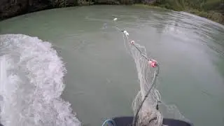 Working with Chinook Salmon
