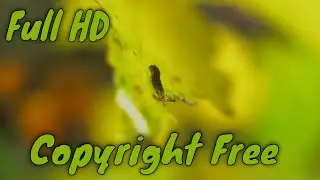 A Worm Crawling In A Leaf | Copyright Free Stock  Footage | Full HD