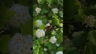 ну, вау… 🦋 #nature #calm