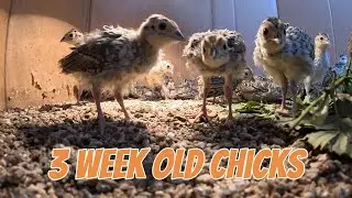 3 Week Old Pheasant Chicks